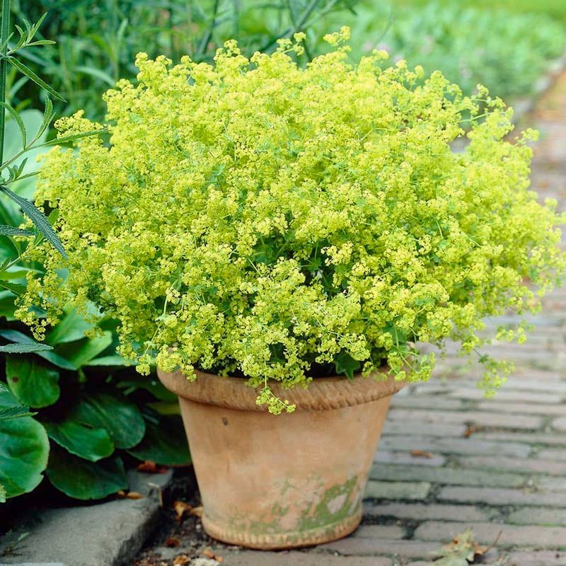 Thriller Lady's Mantle - Image 3