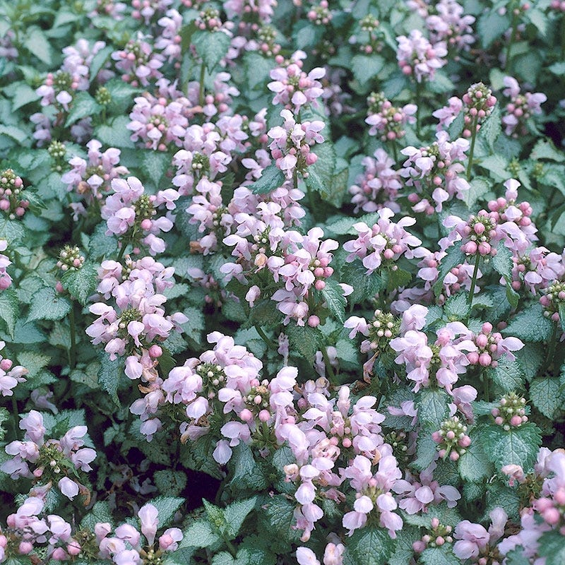 Pink Pewter Lamium