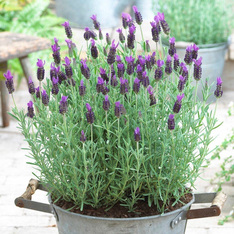 Anouk Spanish Lavender - Image 3
