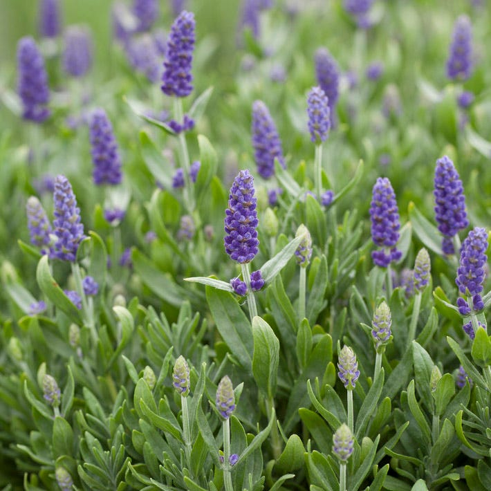 Blue Spear English Lavender - Image 2