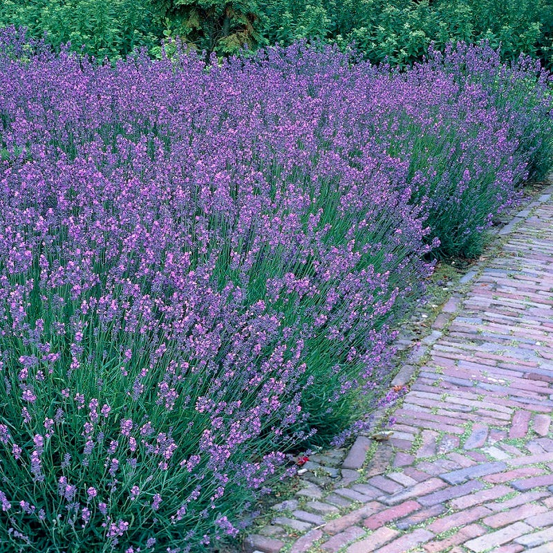 Dilly Dilly Lavender - Image 2