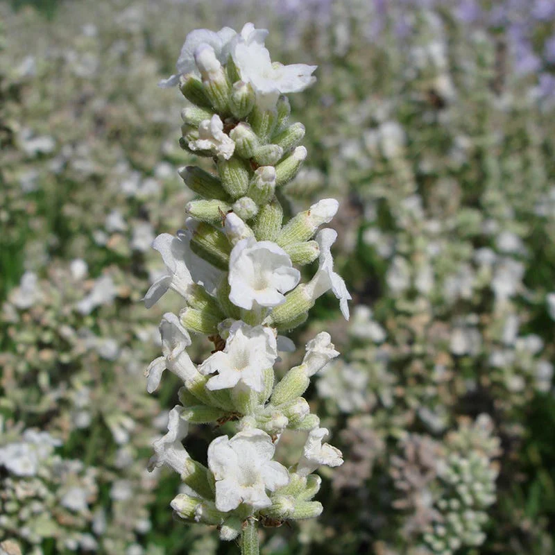 Ellagance Snow English Lavender - Image 2