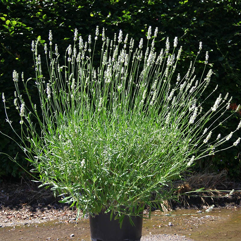 Exceptional™ Lavender - Image 3