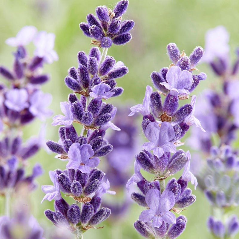 Hidcote English Lavender