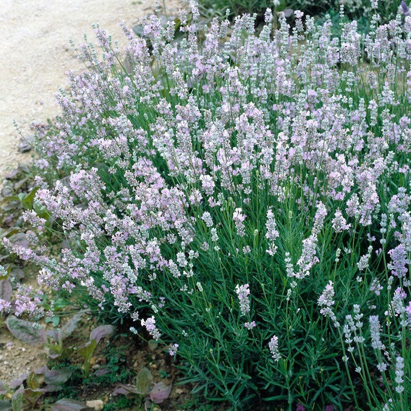 Provence Lavender - Image 4