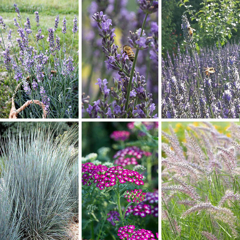 Lavender Retreat Plant Collection