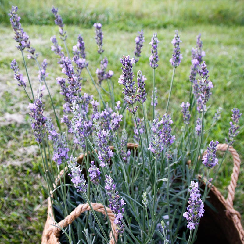 Lavender Retreat Plant Collection - Image 2
