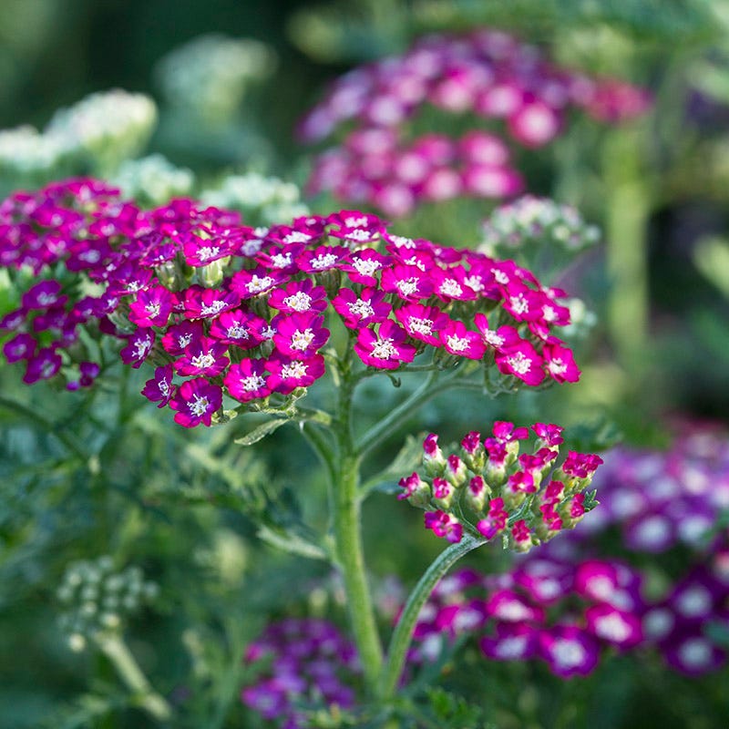 Lavender Retreat Plant Collection - Image 3