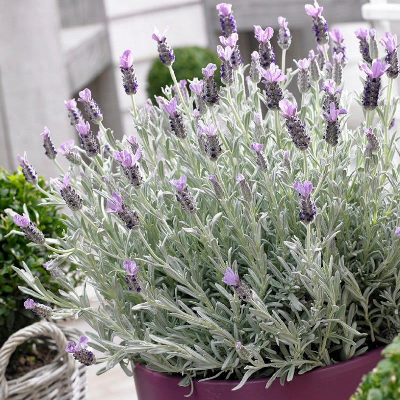 Silver Anouk Spanish Lavender - Image 2