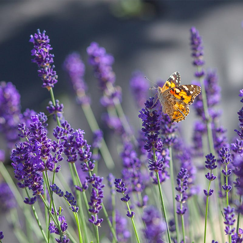 Long Blooming Lavender Collection - Image 6