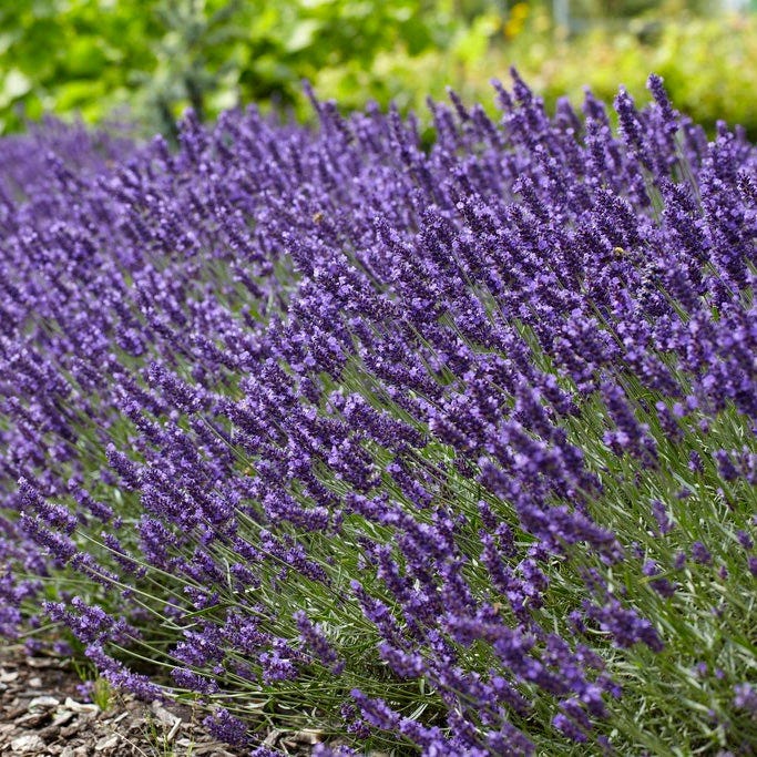 SuperBlue English Lavender - Image 2