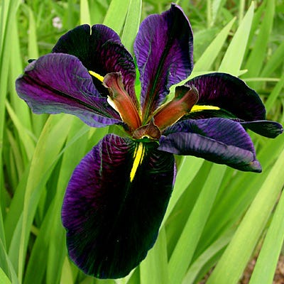 Whimsical Pre-Planned Garden - Image 7