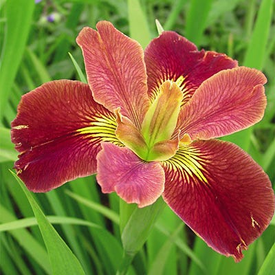 Bold Pretender Louisiana Iris