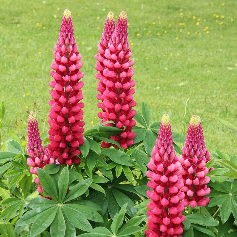 Gallery Red Lupine - Image 3