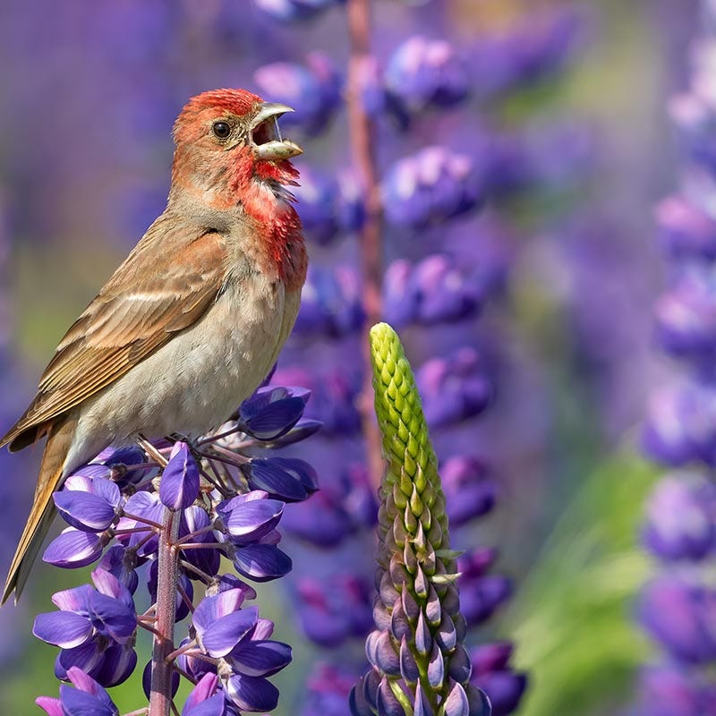 Perennial Lupine Seeds - Image 2