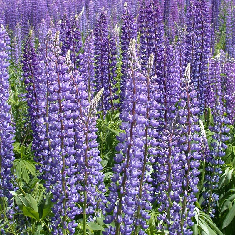 Perennial Lupine Seeds - Image 5