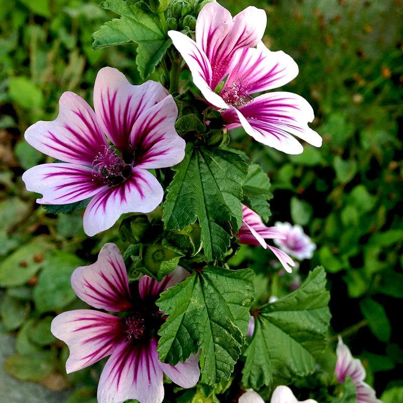 Zebrina Mallow - Image 2