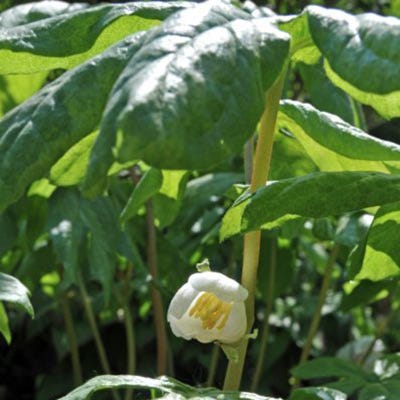 Mayapple - Image 3