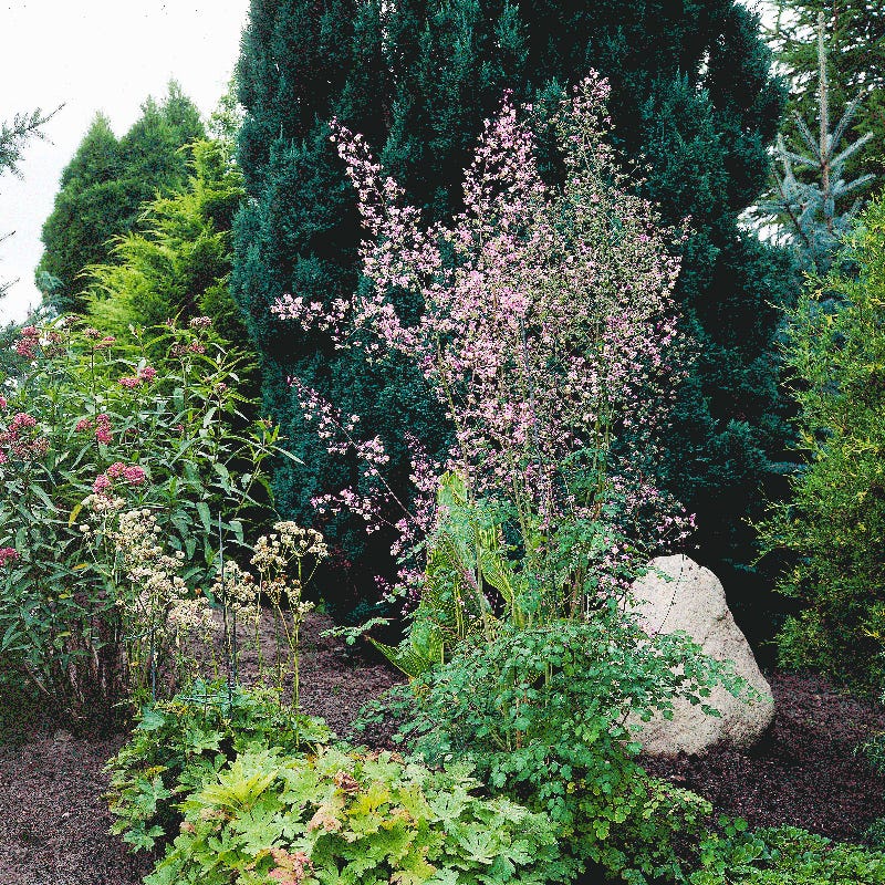 Meadow Rue - Image 2