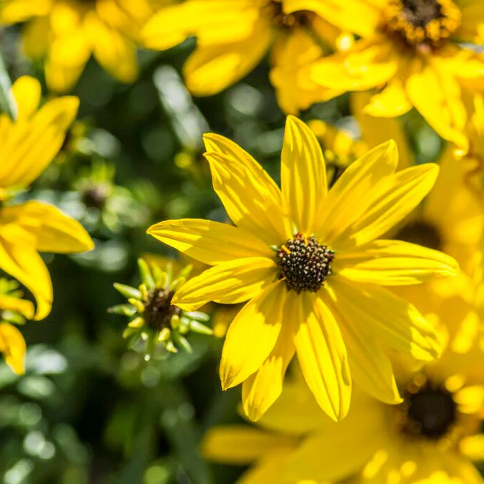 Mini Fall Flowering Pollinator Pit Stop Plant Collection - Image 3