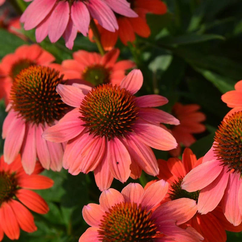 Mini Fall Flowering Pollinator Pit Stop Plant Collection - Image 4