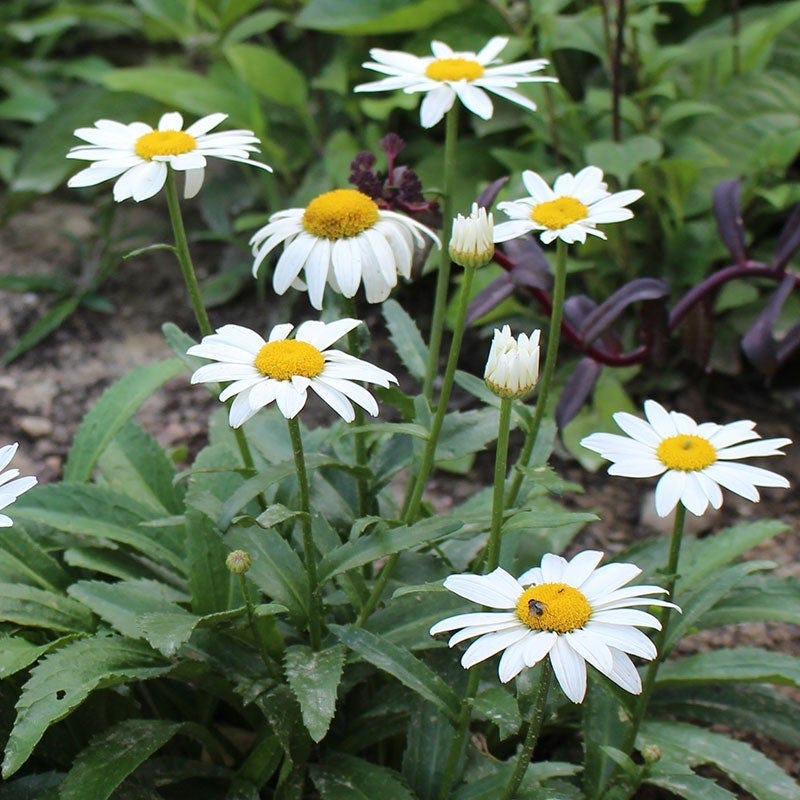Mini Moonlight Plant Collection - Image 3