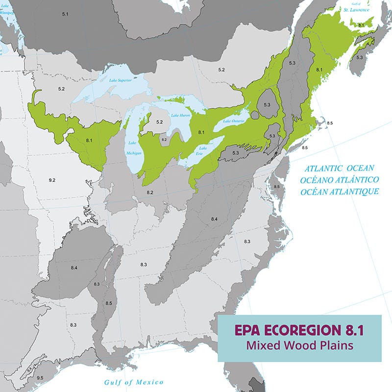 Ecoregion Native Plant Collection - Mixed Wood Plains - Image 2