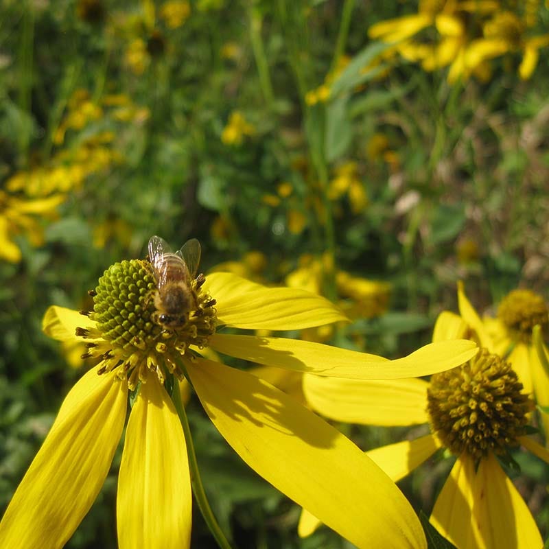 Ecoregion Native Plant Collection - Mixed Wood Plains - Image 4