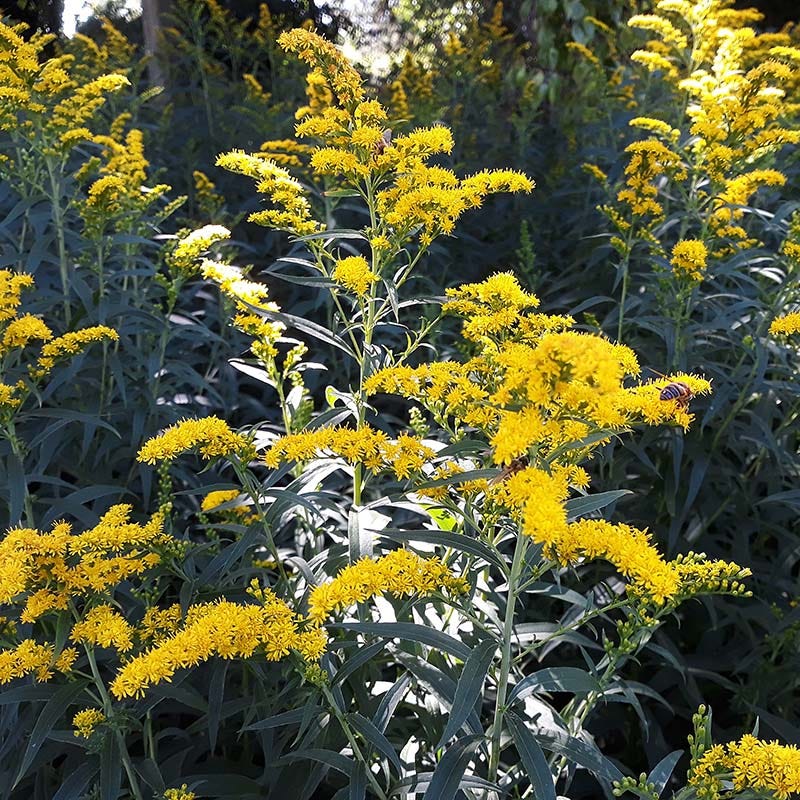 Pollinator Meadow Native Plant Collection - Image 6