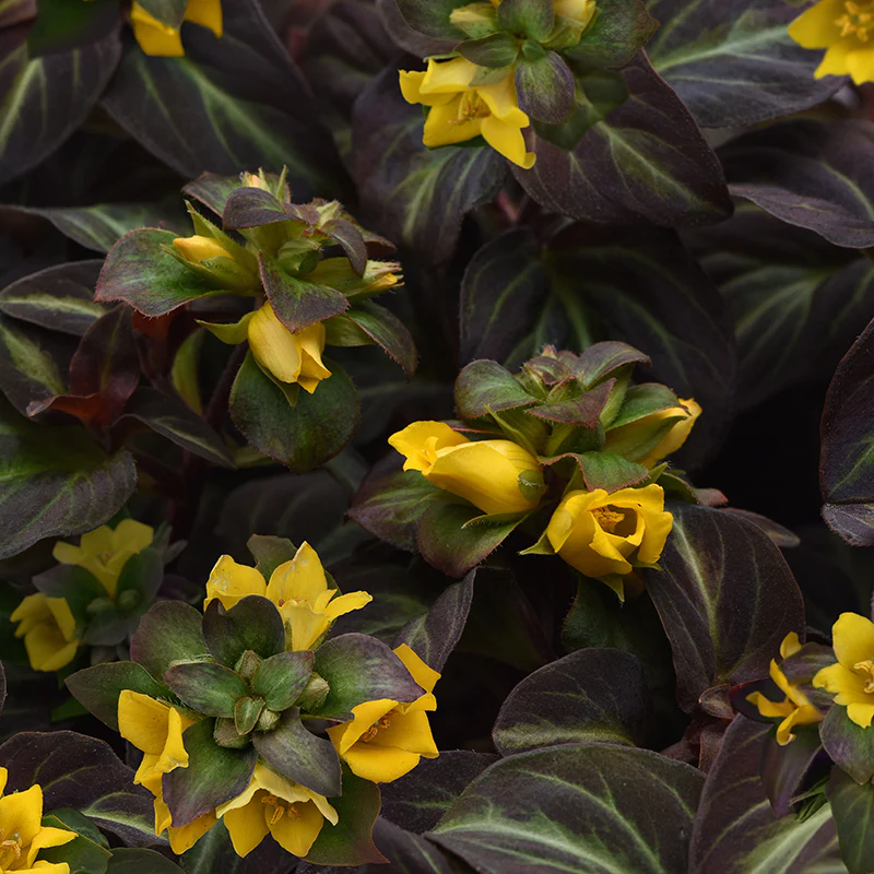Night Light Moneywort