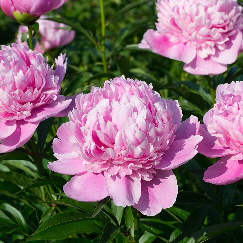 Mother's Day Plant Collection - Image 2