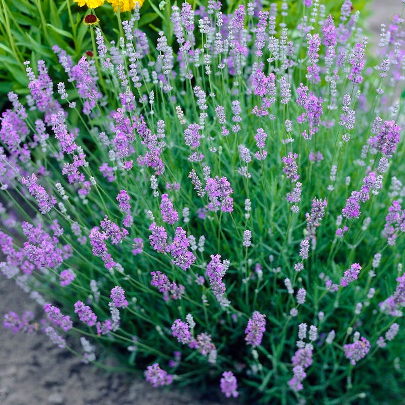 Mother's Day Plant Collection - Image 3