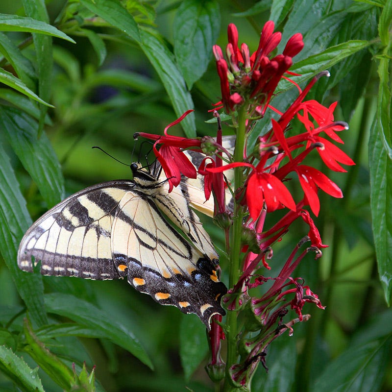 Native Pollinator Pit Stop Plant Collection - Image 2