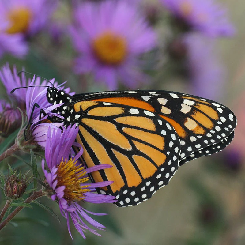 Native Pollinator Pit Stop Plant Collection - Image 3