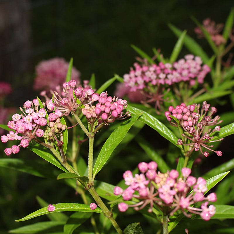 Native Pollinator Pit Stop Plant Collection - Image 4