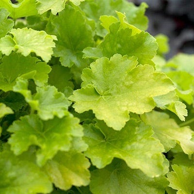 Native Shade Low Grow Plant Collection - Image 4