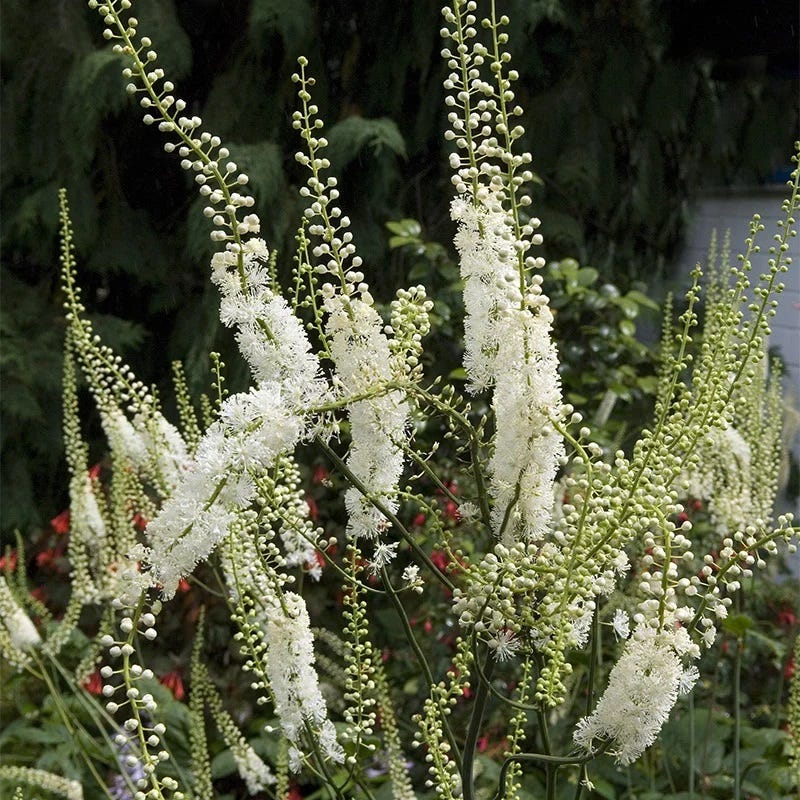 Native Shade Plant Collection - Image 5