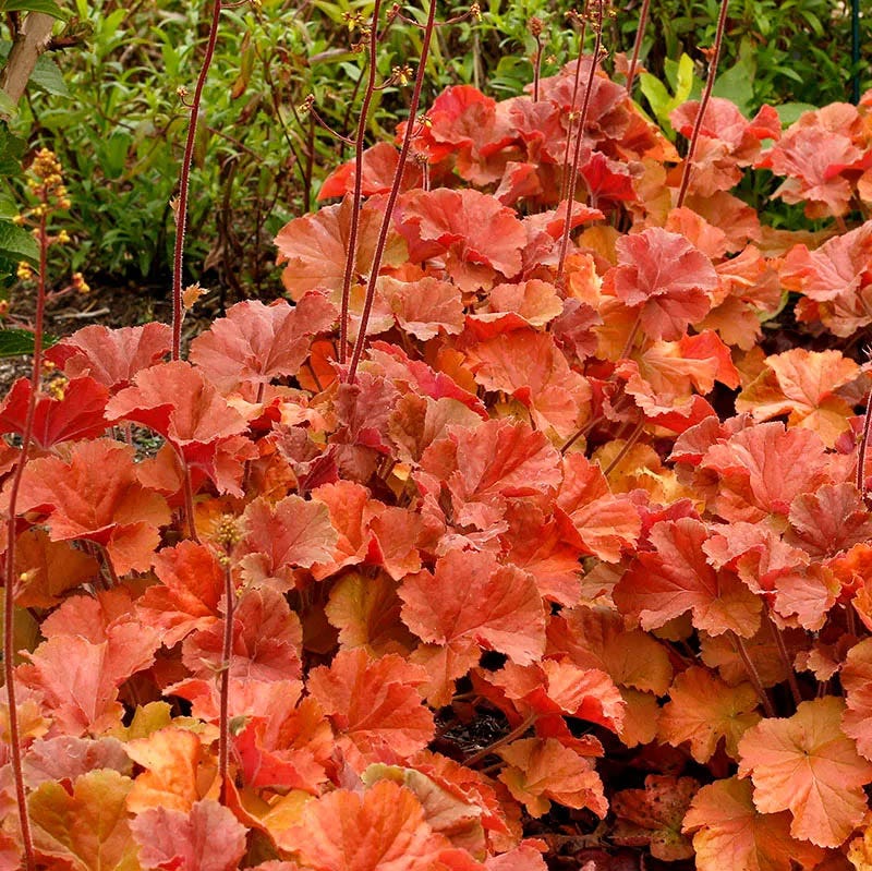 Native Shade Plant Collection - Image 7
