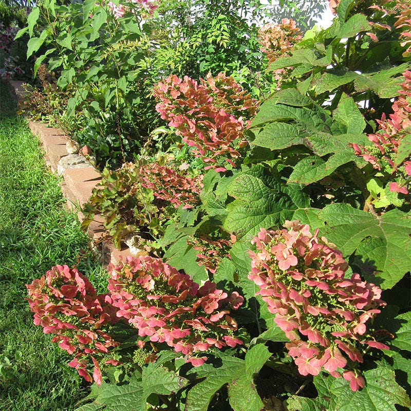 Ruby Slippers Oakleaf Hydrangea - Image 2