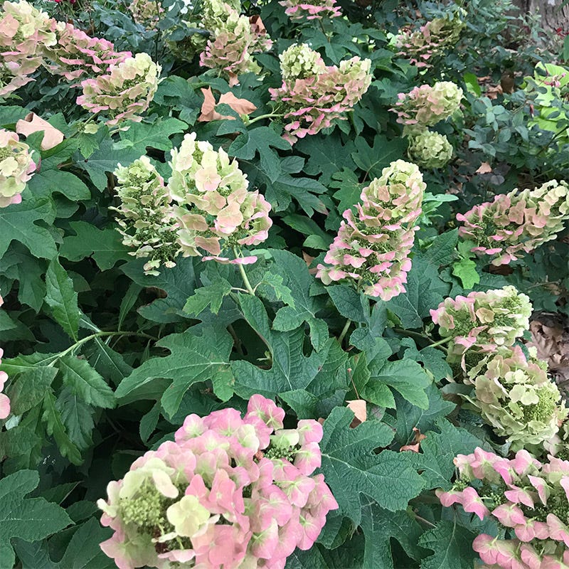 Ruby Slippers Oakleaf Hydrangea - Image 4