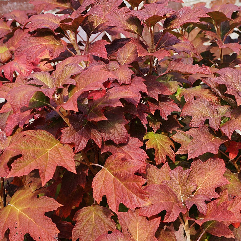 Ruby Slippers Oakleaf Hydrangea - Image 6