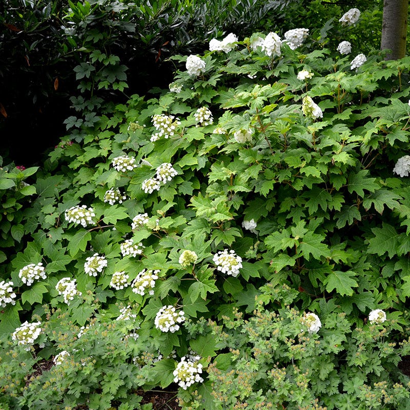 Snow Queen Oakleaf Hydrangea - Image 2