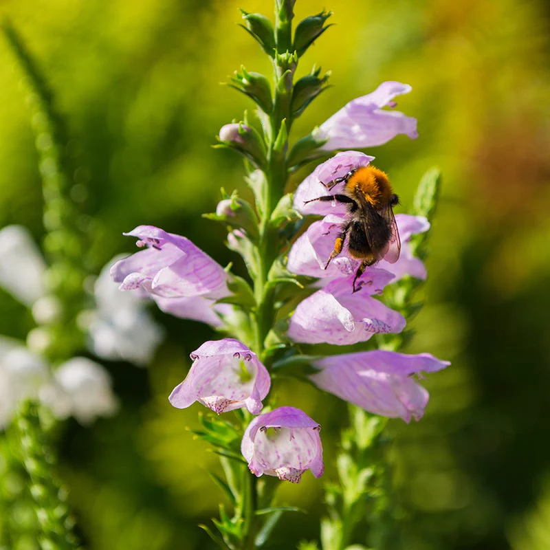 Fall Flowering Pollinator Pit Stop Plant Collection - Image 4