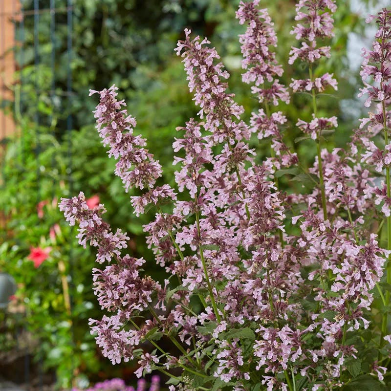 Oh Deer Plant Collection - Image 2