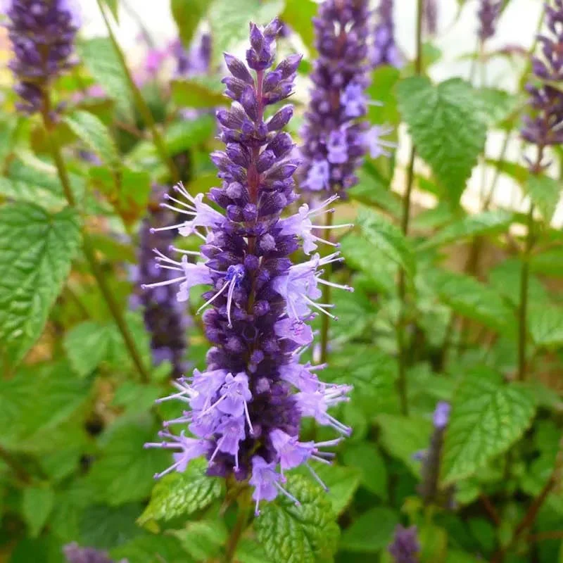 Oh Deer Plant Collection - Image 3