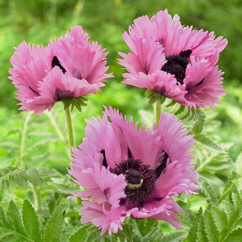 Censation™ Pink Perfection Oriental Poppy - Image 2