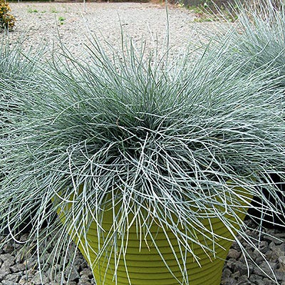 Blue Fescue Grass Beyond Blue