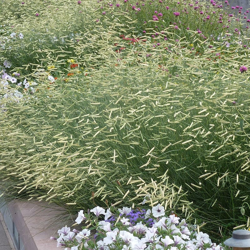 Blonde Ambition Blue Grama Grass