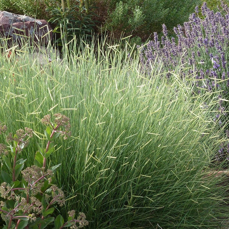 Blonde Ambition Blue Grama Grass - Image 2