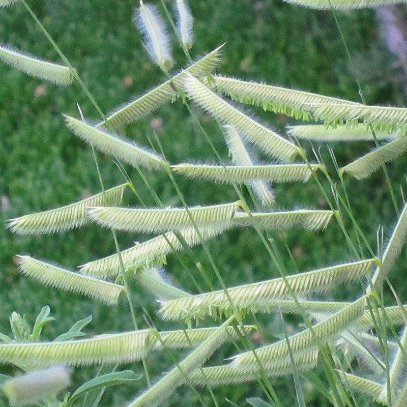 Blonde Ambition Blue Grama Grass - Image 3